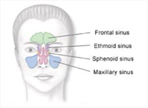 Diagram of the face and sinuses